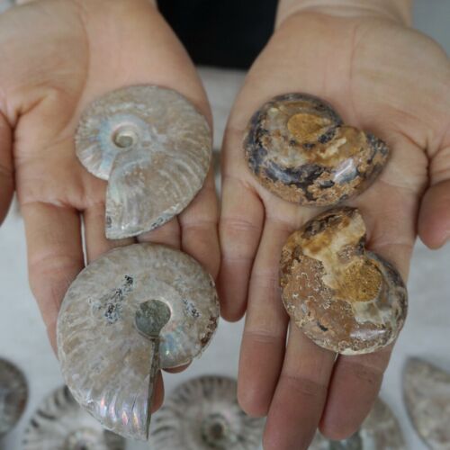 40Pcs Natural RAINBOW SPLIT AMMONITE FOSSIL CONCH Madagascar Paired / 20 Pairs