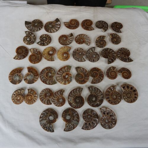 40Pcs Natural RAINBOW SPLIT AMMONITE FOSSIL CONCH Madagascar Paired / 20 Pairs