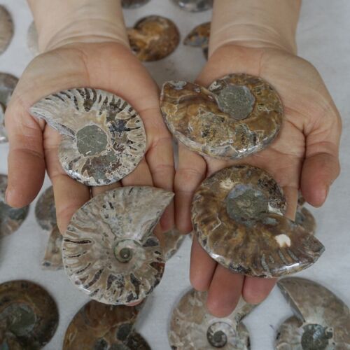 40Pcs Natural RAINBOW SPLIT AMMONITE FOSSIL CONCH Madagascar Paired / 20 Pairs