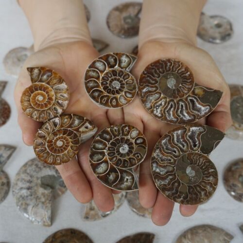 40Pcs Natural RAINBOW SPLIT AMMONITE FOSSIL CONCH Madagascar Paired / 20 Pairs