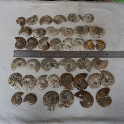 40Pcs Natural RAINBOW SPLIT AMMONITE FOSSIL CONCH Madagascar Paired / 20 Pairs