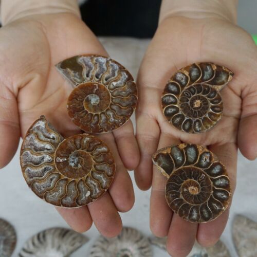 40Pcs Natural RAINBOW SPLIT AMMONITE FOSSIL CONCH Madagascar Paired / 20 Pairs