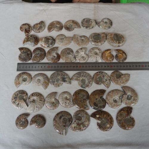 40Pcs Natural RAINBOW SPLIT AMMONITE FOSSIL CONCH Madagascar Paired / 20 Pairs