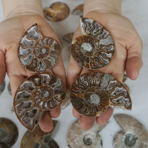 40Pcs Natural RAINBOW SPLIT AMMONITE FOSSIL CONCH Madagascar Paired / 20 Pairs