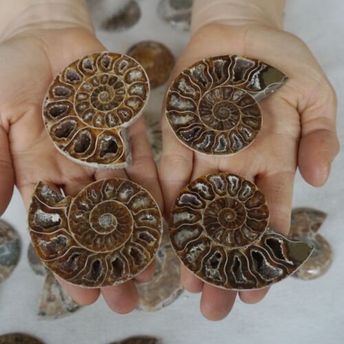 40Pcs Natural RAINBOW SPLIT AMMONITE FOSSIL CONCH Madagascar Paired / 20 Pairs