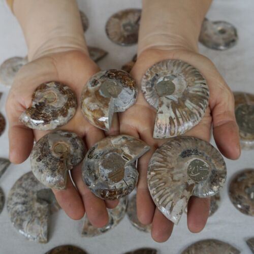 40Pcs Natural RAINBOW SPLIT AMMONITE FOSSIL CONCH Madagascar Paired / 20 Pairs