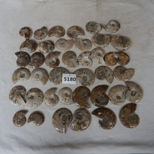 40Pcs Natural RAINBOW SPLIT AMMONITE FOSSIL CONCH Madagascar Paired / 20 Pairs