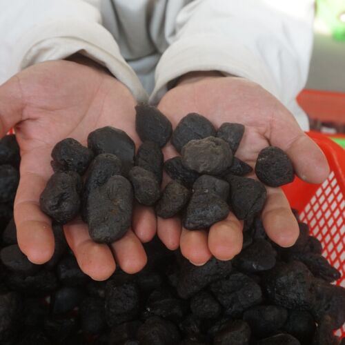 5kg 11LB 260Pcs Rare Sirian Meteorite Tektite Specimen Wholesale Price Indonesia