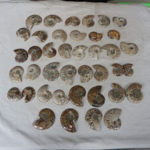 40Pcs Natural RAINBOW SPLIT AMMONITE FOSSIL CONCH Madagascar Paired / 20 Pairs