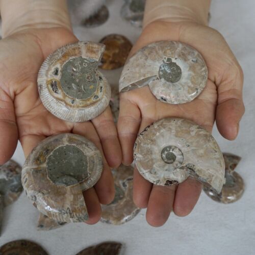 40Pcs Natural RAINBOW SPLIT AMMONITE FOSSIL CONCH Madagascar Paired / 20 Pairs